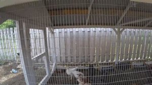 Содержание кур в частном доме. Личный опыт по содержанию птиц