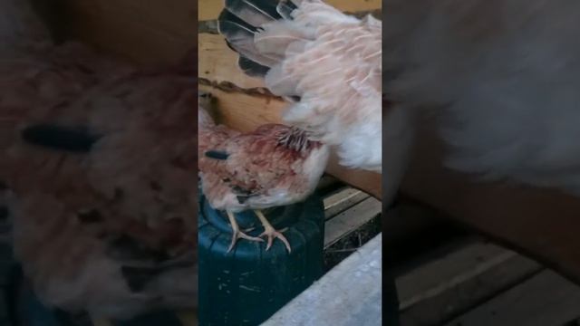 Новые куры "Загорская лососевая" смотреть онлайн