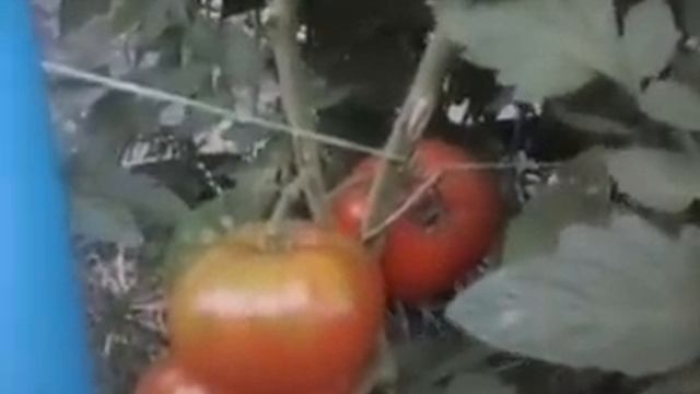 Первый урожай.Помидоры Убойная сила смотреть онлайн