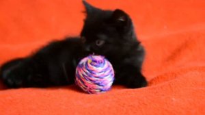 Котята для Вас! Шотландский прямоухий короткошерстный котенок черного окраса.