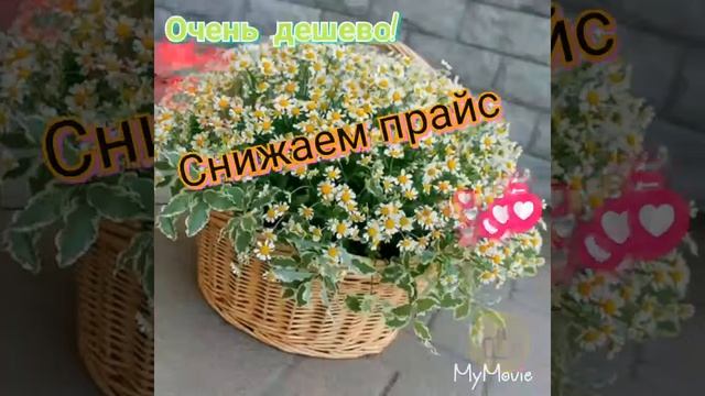 Цветы на день учителя Тюмень
