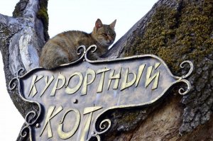 Курортные коты Железноводска.