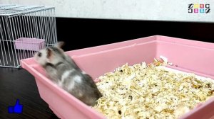 КУПИЛИ МАЛЬЧИКА ХОМЯКА ДЛЯ ДЕВОЧКИ ХОМЯЧИХИ / ЧТО  БУДЕТ?