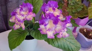 Стрептокарпус DS-2320.