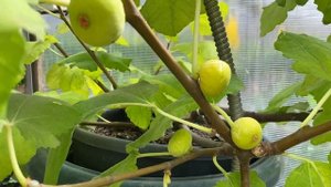 Выращивание инжира в горшке.