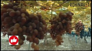 Виноград в Таджикистане #виноград 🍇