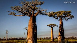 СЕНЕГАЛ - АФРИКАНСКИЙ РАЙ