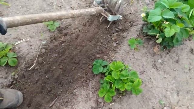 Кольчатая борона своими руками.