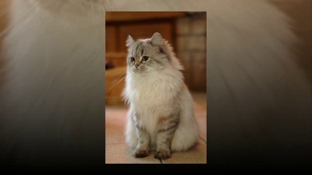 Британская длинношерстная кошка