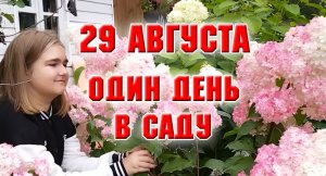 29 августа. Один день в моем саду