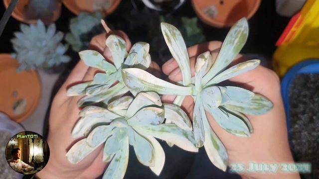 FOF Method NO MORE!!! смотреть онлайн