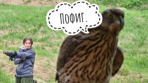 Тренировка ястреба-тетеревятника. Как это выглядит с точки зрения ястреба