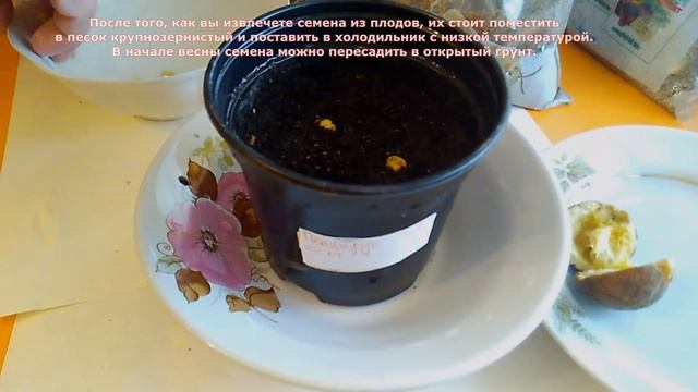 Как посадить дикий лимон он же понцирус - стратификация семян и посадка