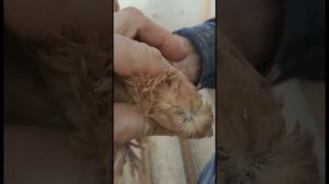 Как растут птенцы голубей. How pigeons are growing up
