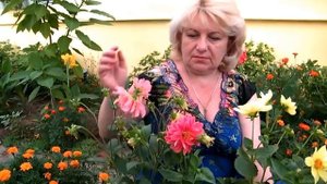 ГЕОРГИНЫ ОДНОЛЕТНИЕ - ВЕСЕЛЫЕ РЕБЯТА - НЕОБЫКНОВЕННОЕ УКРАШЕНИЕ ЛЮБОГО САДА