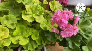 Убираю пеларгонии с балкона. Последнее цветение перед зимой.