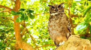 Максимальная Яркость Dolby Vision 12K HDR 120fps