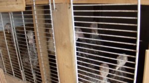 Сарай для гусей часть 2 и  о другой птице.