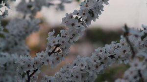 Цветение вишни