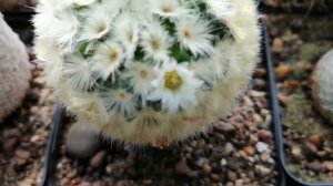 Маммиллярия кармена