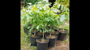 Грецкий орех в северном климате - как избежать ошибок при выращивании