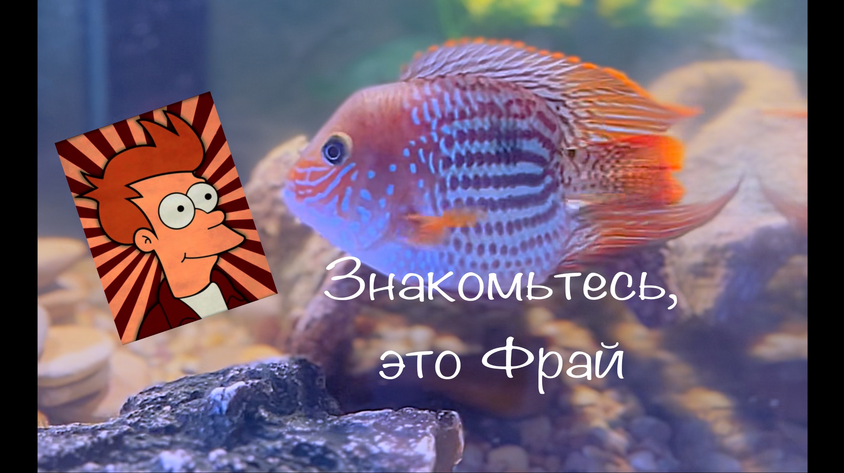 Акара бирюзовая баллон новый вид. Знакомьтесь, Фрай