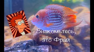 Акара бирюзовая баллон новый вид. Знакомьтесь, Фрай