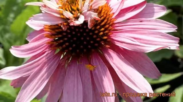 Эхинацея пурпурная Даблдекер (echinacea Purpurea) ? обзор: как сажать, рассада эхинацеи Даблдекер