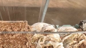 Какие сорта клубники вымерзают и как их можно спасти