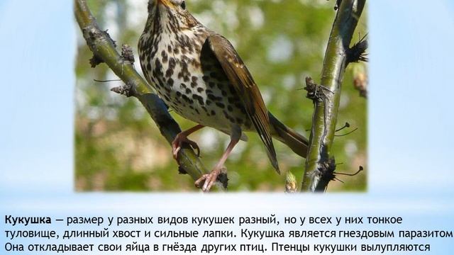 перелетные птицы смотреть онлайн