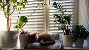 ЕСЛИ КОШКА ходит МИМО ЛОТКА, причины и как решить ЛЕГКО и ПРОСТО!