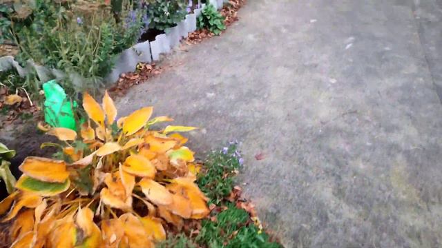 Обзор посылки и посадка луковичных из Гаршинки🌷🌼🌸 смотреть онлайн