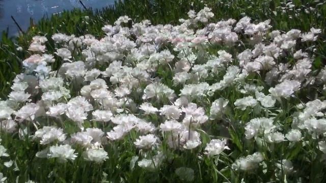 Кейкенхоф(Keukenhof) смотреть онлайн