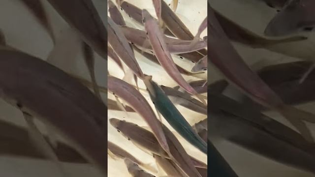 アオリイカ釣りエサ活アジ、マアジとマルアジの見分け方説明。背中が青いのがマルアジ（別名青アジ）。グレーがマアジ（別名赤アジ）。魚種の見分け方紹介。#shorts смотреть онлайн