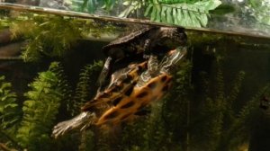 Маленькая черепашка катается на большой. Очень прикольное видео