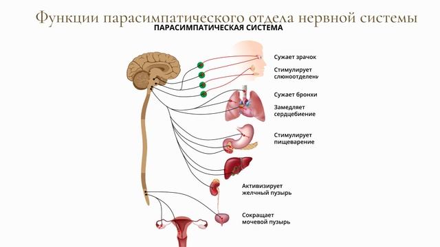 Автономный отдел нервной системы