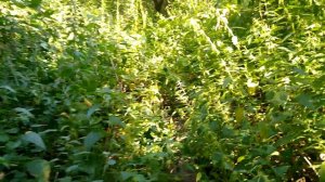 Прогулка в Введенское озера 1и2разныхвидов Северка река