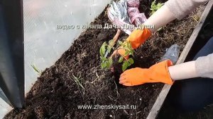 РЫБА в лунку при высадке ТОМАТОВ...супер удобрение!