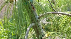 Pinus strobus Pendula.Сосна веймутова пендула