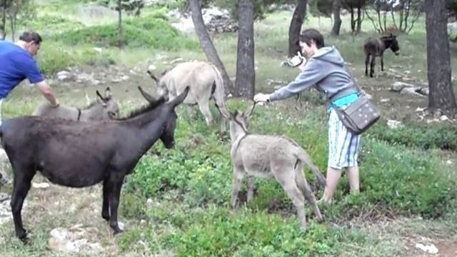 Туристы и ишаки
