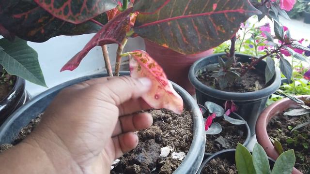 Croton प्लांट केयर टिप्स इन Winter | Croton Plant Care смотреть онлайн