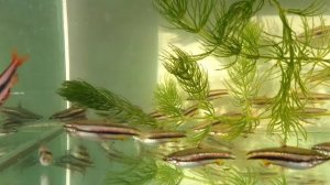 Наностомус. Nannostomus marginatus. Zierfische, pesci d'acquario, 觀賞魚, les poissons d'aquarium