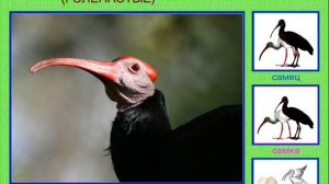 Ибисы. Виды