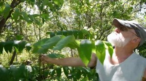 Удивительная скорость роста черного ореха!