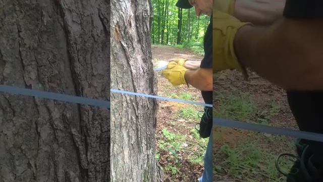 5 Tap Beginners Tubing Kit Installation - Roth Sugar Bush - Maple Equipment - Maple Syrup смотреть онлайн