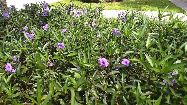 Ruellia simplex красивата мексиканска петуния смотреть онлайн