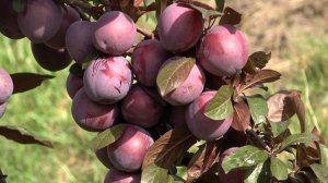 Краснолистная алыча Лыхны  Украшение сада
