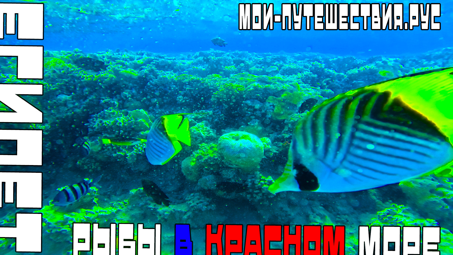 Рыбы красного моря коралловый риф #Макади #Бэй #Хургада Египет I #ЕГИПЕТ I #Egypt #Моипутешествия