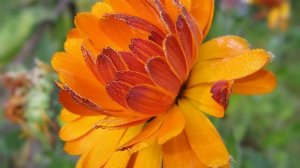 КАЛЕНДУЛА (ноготки)