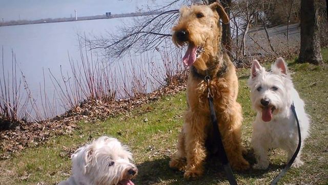 Layla 2011-2019 смотреть онлайн